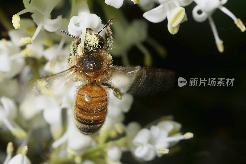 蜜蜂(Apis mellifera)在女贞上觅食